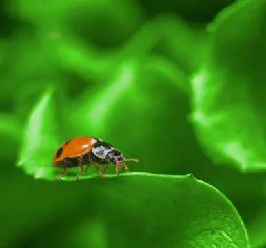 Macro of ladybug on the green salad leaf Stock Photos