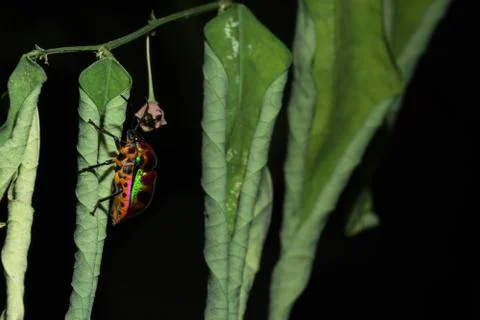 Macro ladybug reddish green. Stock Photos