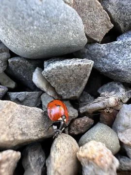 Macro of Ladybug on Rocky Surface Stock Photos