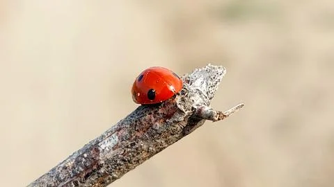 Macro ladybug on twig showcasing vivid nature detail biodiversity beauty Stock-Fotos