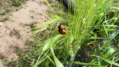 Macro ladybug on wheat corn or wheat ear. Sustainable agriculture and natur.. Stock Footage 332324656