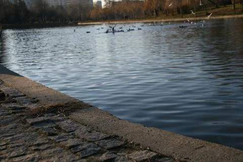 Macro On The Lake Edge Overlooking Wild Birds Stock Photos