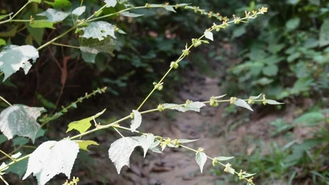 Macro Lanceleaf Wild Plant in Forest 스톡 동영상 329390136