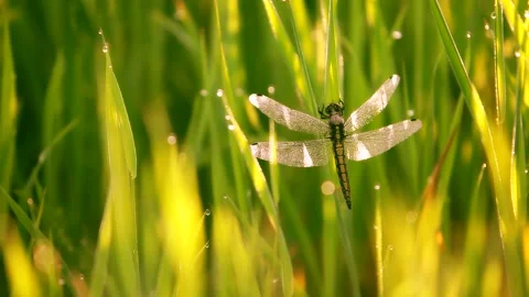 Macro landscape with green grass and a dragonfly sitting on a blade of grass Stock Footage 132795920