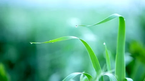 Macro landscape with green grass and dewdrops Stock Footage 132795960