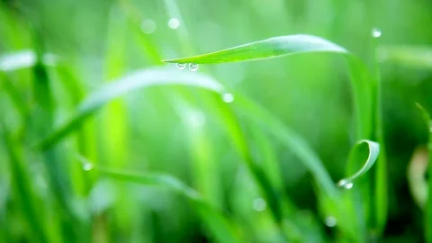 Macro landscape with two green blades of grass and dew drops Stock Footage 132796014