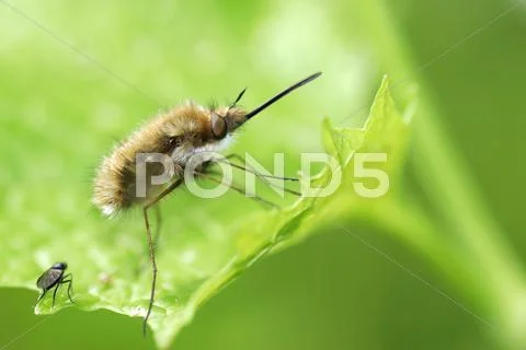 Macro of large bee on leaf Stock Photos