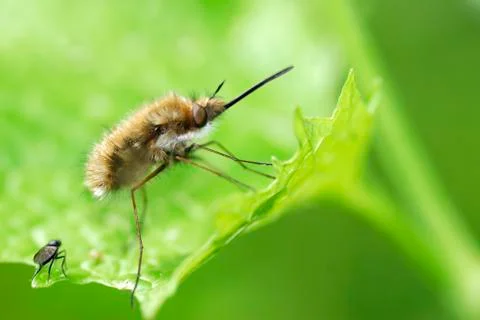 Macro of large bee on leaf Stock Photos