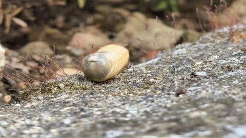 Macro of a large beetle grub larva on ground Stock Footage 344696716