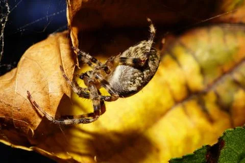 Macro large fluffy spider Araneus with striped legs 写真素材