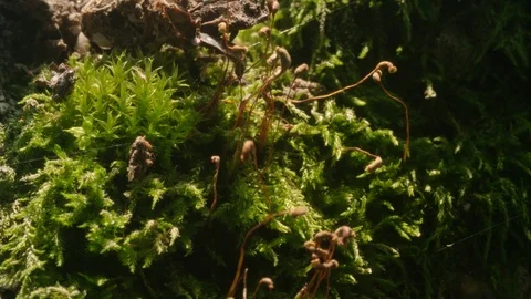 Macro: Large numbers of Mites or acari crawl through wet moss and spider webs Video stock 92925158