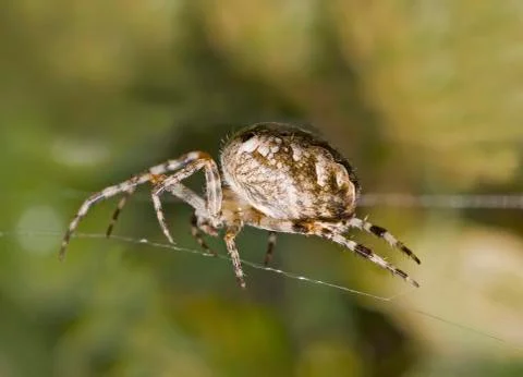 Macro of large spider on cobweb Stock Photos