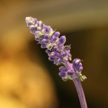 Macro lavender flower Stock Photos