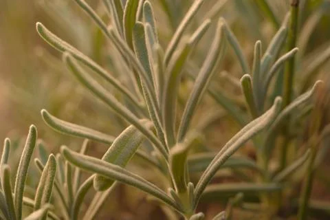 Macro of lavender leaves, selective focus and blur. Delicate silvery gray color. Stock Photos