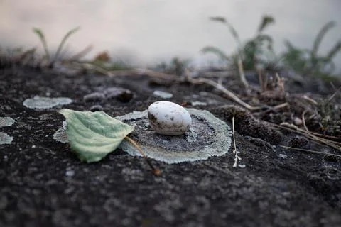 Macro Leaf and Stone on Moss Foto stock