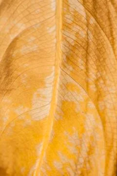 Macro leaf bacgkround Stock Photos