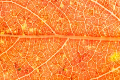 Macro leaf background, orange Foto stock