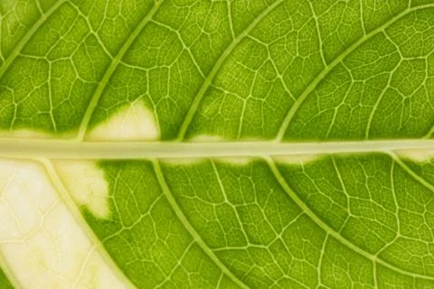 Macro leaf background Stock Photos