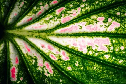 Macro leaf background Stock Photos