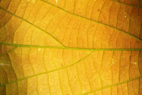 Macro leaf background Stock Photos