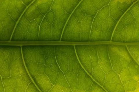 Macro leaf background Stock Photos