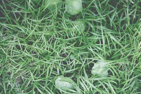 Macro leaf background 스톡 사진