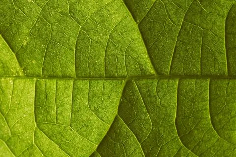 Macro leaf background Stock Photos
