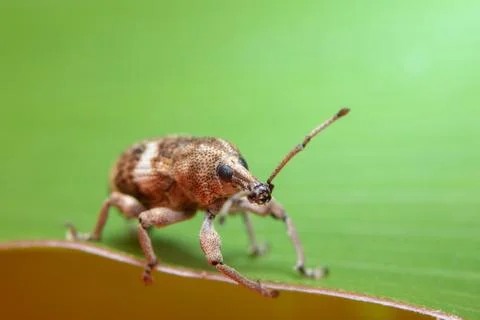 Macro leaf beetle Stock Photos