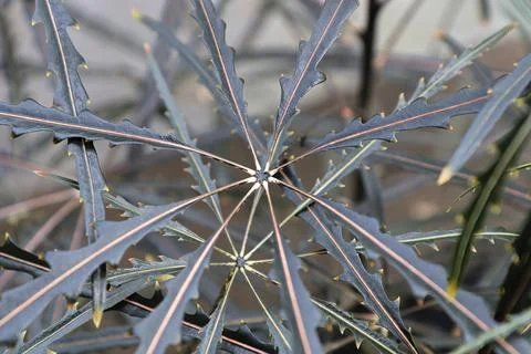Macro of the leaf centers on a False Aralia plant Stock Photos