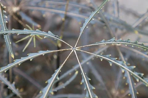 Macro of the leaf centers on a False Aralia plant Stock Photos