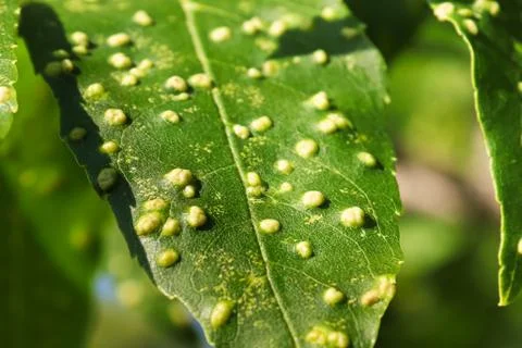 Macro of a leaf covered in galls on an ash tree Stock Photos