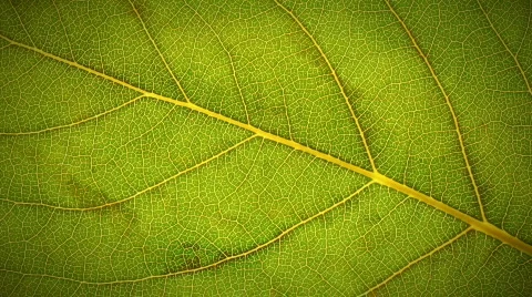 Macro Leaf Death Stock-Footage 781386