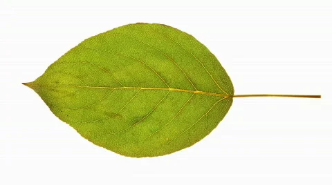 Macro Leaf Death Stock-Footage 781424