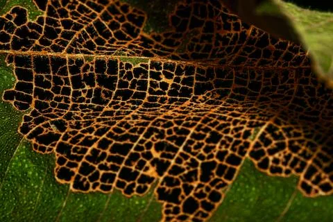 Macro Leaf Decay Skeletonizer Damange on Green Leaf Showing Intricate Brown.. Stock Photos