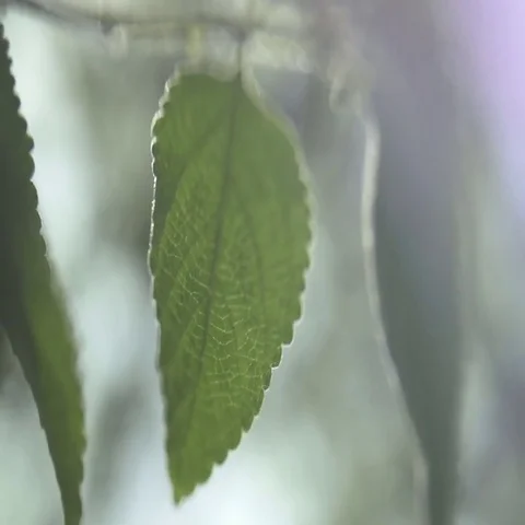 Macro leaf with flare Video stock 69457421