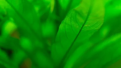 Macro: Leaf Stock Footage 119227988