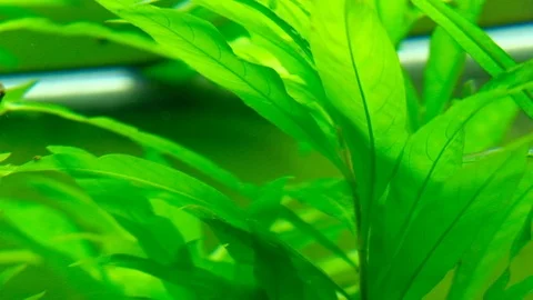 Macro: Leaf Stock Footage 119228047