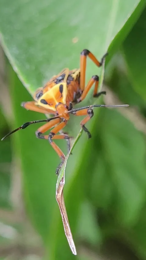 Macro of Leaf-Footed Bug Nymph Crawling on Green Leaf (Coreidae) Stock-Footage 342393552