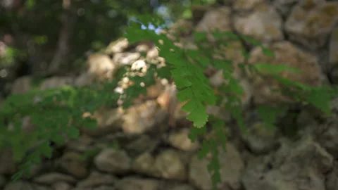 Macro of leaf growing out of a wall Stock Footage 137961968