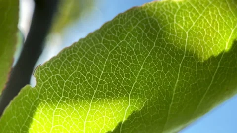 Macro Of A Leaf Growing On Tree Video stock 131851949