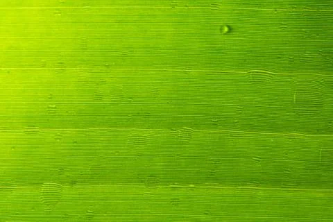 Macro leaf pattern background Stock Photos
