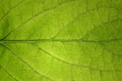Macro leaf Foto stock