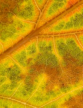Macro leaf Stock Photos