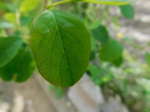 Macro Leaf Stock Photos