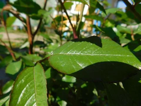 Macro Leaf Stock Photos