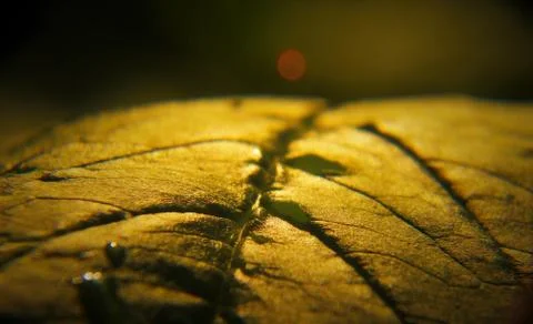 Macro of leaf Stock Photos