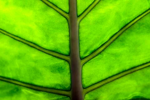 Macro of a leaf Stock Photos