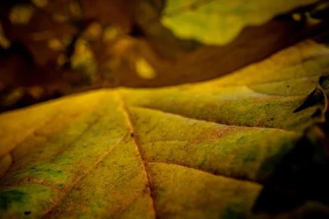 A Macro Leaf Stock Photos