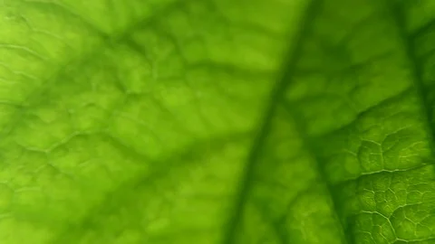 Macro leaf plant. close-up with capulars and plant structure. Biology Stock Footage 129851727