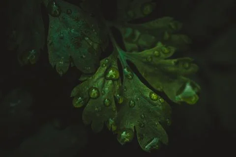 Macro leaf in rain Stock Photos